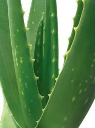 Aloe Aloe